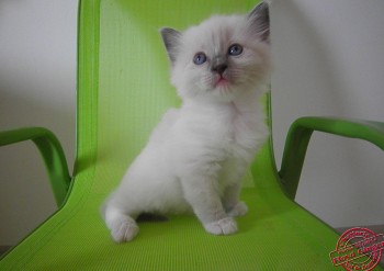 mâle blue point-mitted - 4 semaines - Chatterie Ragdolls du Val de Beauvoir